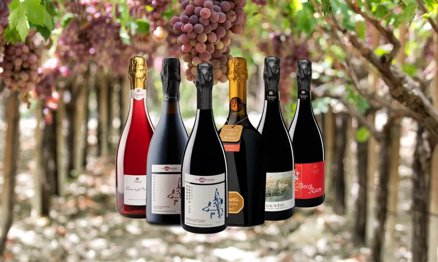 lambrusco